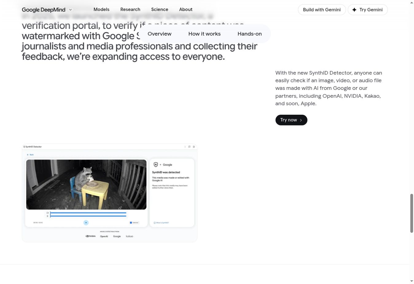 Esempio ufficiale Google DeepMind del Detector con un video di un procione e indicazione SynthID rilevato